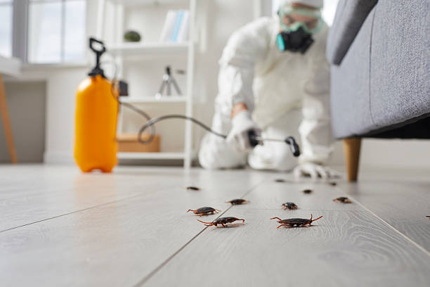 Commercial Rodent Management in Elfers
